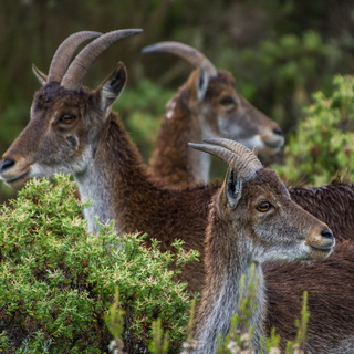Simien Mountains - Ghenek - Walia ibexes